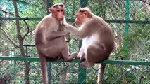 A caring husband. Funny monkey cleans her betrothed