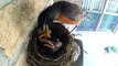 Breakfast chicks. Funny mother bird feeding chicks
