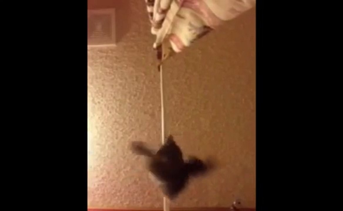 Proof that Cats are Actually Aliens. Watch this Video.