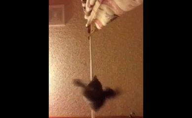 Proof that Cats are Actually Aliens. Watch this Video.