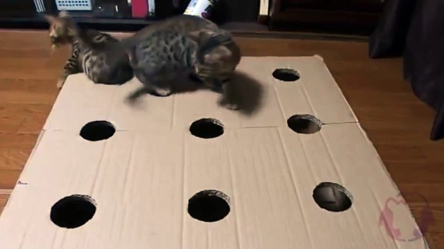 Котята очень весело играют