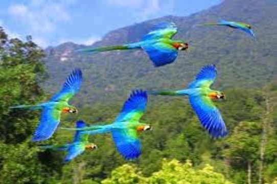 Amazing Beautiful Parrots on a Visitors Place - funhifunentertainment.com