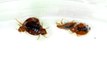 EucoClean 3in1 vs Bed Bugs Laboratory Test (Every Hotel in the World Needs EucoClean 3in1!)