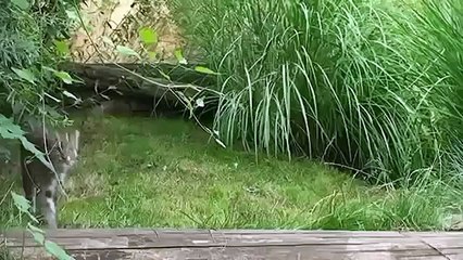 Красивый кот пришел порыбачить!