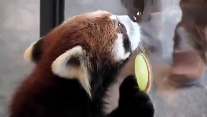 Красные панды веселятся!