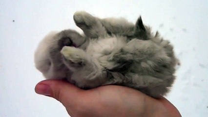 Кролик спит на ладошке!