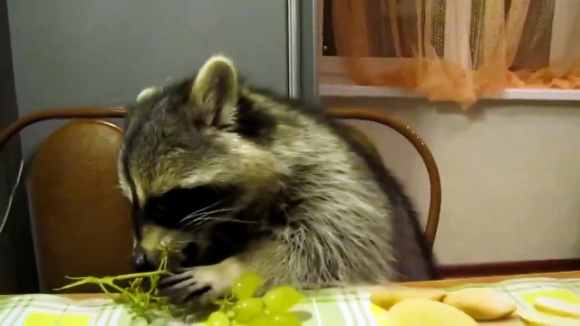 Митяй лопает виноград!