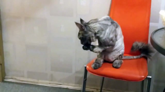 Няшный кот Мейн Кун что то просит!