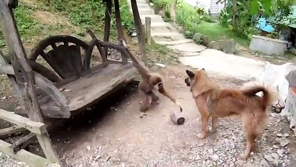 Обезьянка достает собак!