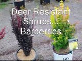 Deer Resistant Shrubs... Barberries    at HH Farm