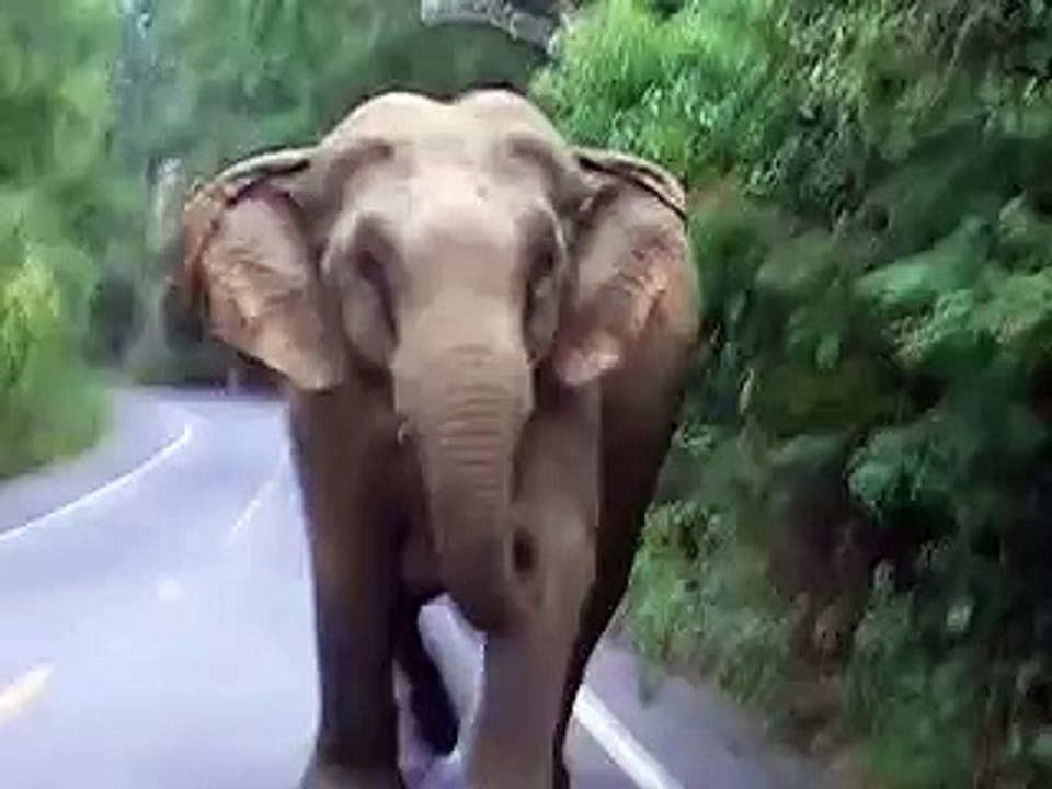 Elephant attack in Khao Yai National Park-R59Kqdgw-ko