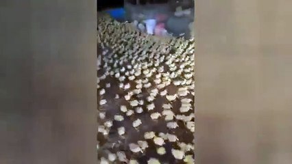 River of Ducks - 5,000 ducklings rush to swim in the pond for first time, China