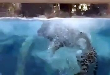 !Ягуар купается. Какой-то неправильный кот))