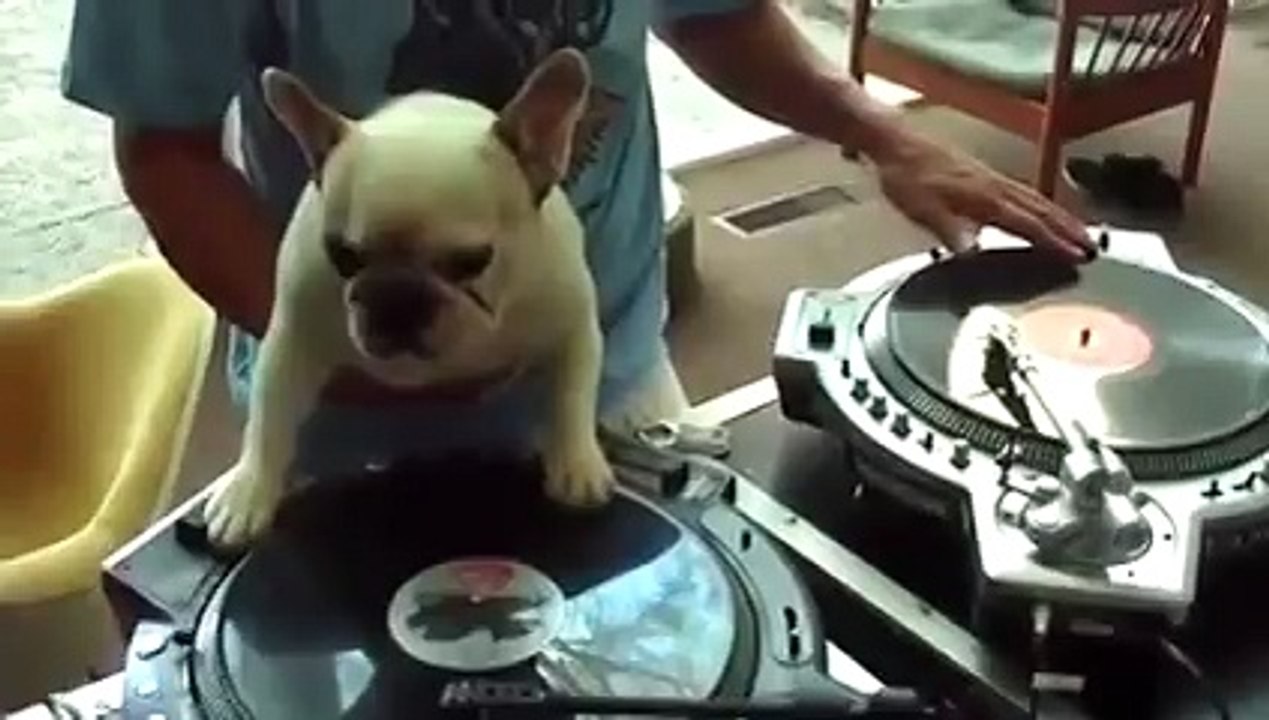 Класс! Собака Диджей!
