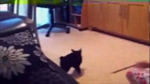 Funny Videos 2015 - Funny Cats Video - Funny Cat Videos Ever - Funny Animals Funny Fails 2