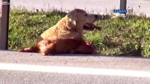 Heartbreaking moment: Loyal dog tries to protect friend hit by a car and left for dead | VIDEO 2015