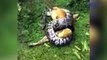 Miracle As Owner Saves Dog From Pythons Clutches