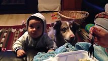 Sibling Rivalry Family Dog Learns To Say Mama Before Baby VIDEO