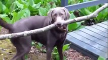 A dog with a stick solves the problem and narrow bridge