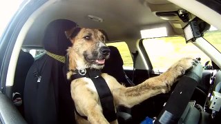 Meet Porter. The Worlds First Driving Dog.