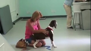 She Was Told That Her Dog Would Never Walk Again.But Then This Happened. OMG