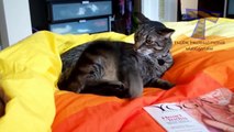 Cats are just the best Funny cat compilation