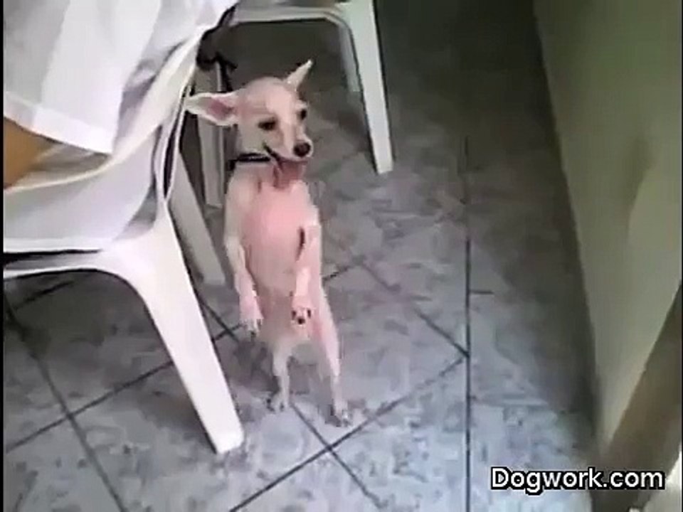 Dog Can Dance Salsa