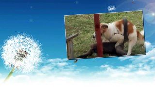 Funny Dog Humping Chicken Compilation