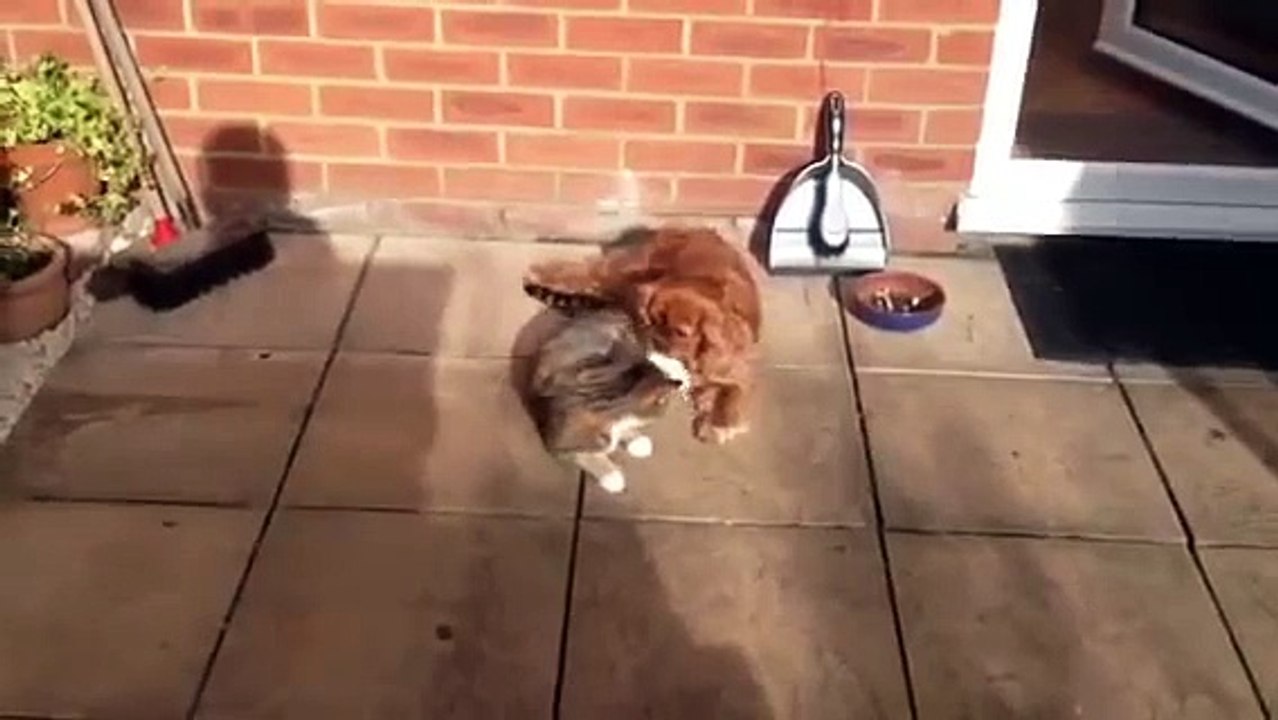 Cat Loves Dog Epic Fail, Loving Cat gets Owned Vine