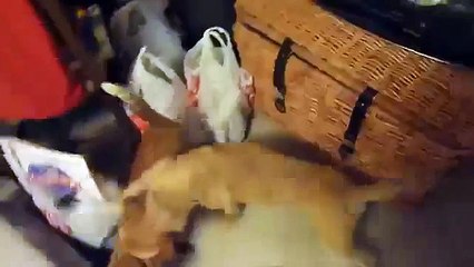 Vine Cat and dog sex Perro haciendo sexo con gat