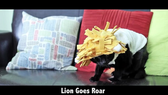 N2 the Talking Cat What Does the Cat Say? (What Does the Fox Say? Ylvis Parody)