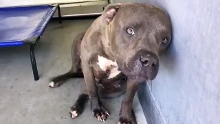 Pit Bull Rescued From Dog Fighting Shown Love For The Very First Time