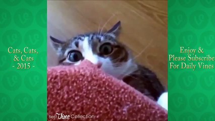 Entertaining Funny Cat Vines of 2015 Cats Compilation