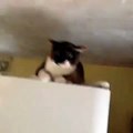 Bir kedinin hırçın hali.Best Cat vine compilation. Funniest cat videos compilation