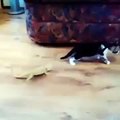 Lizard scares cat (Vine)