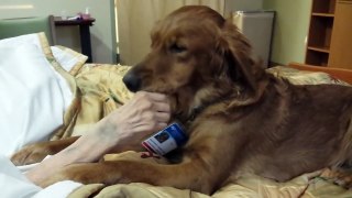 Heartwarming Therapy Dog Working with Dying Hospice Patient