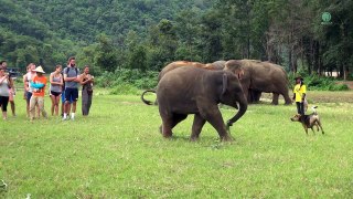 Baby elephant Yindee VS a dog