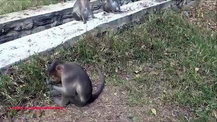 Para una dieta saludable. Mono divertido elige dieta sana