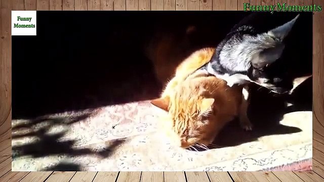 Acercamiento diversión. Gatos y cachorros divertidos