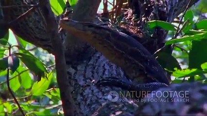 Fotos divertidas con animales. Puzzle con animales salvajes