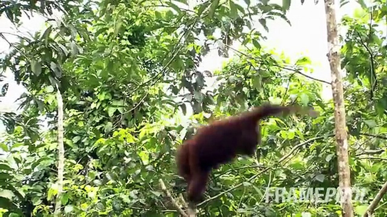 Momentos divertidos con los animales. Animales divertidos de todo el mundo