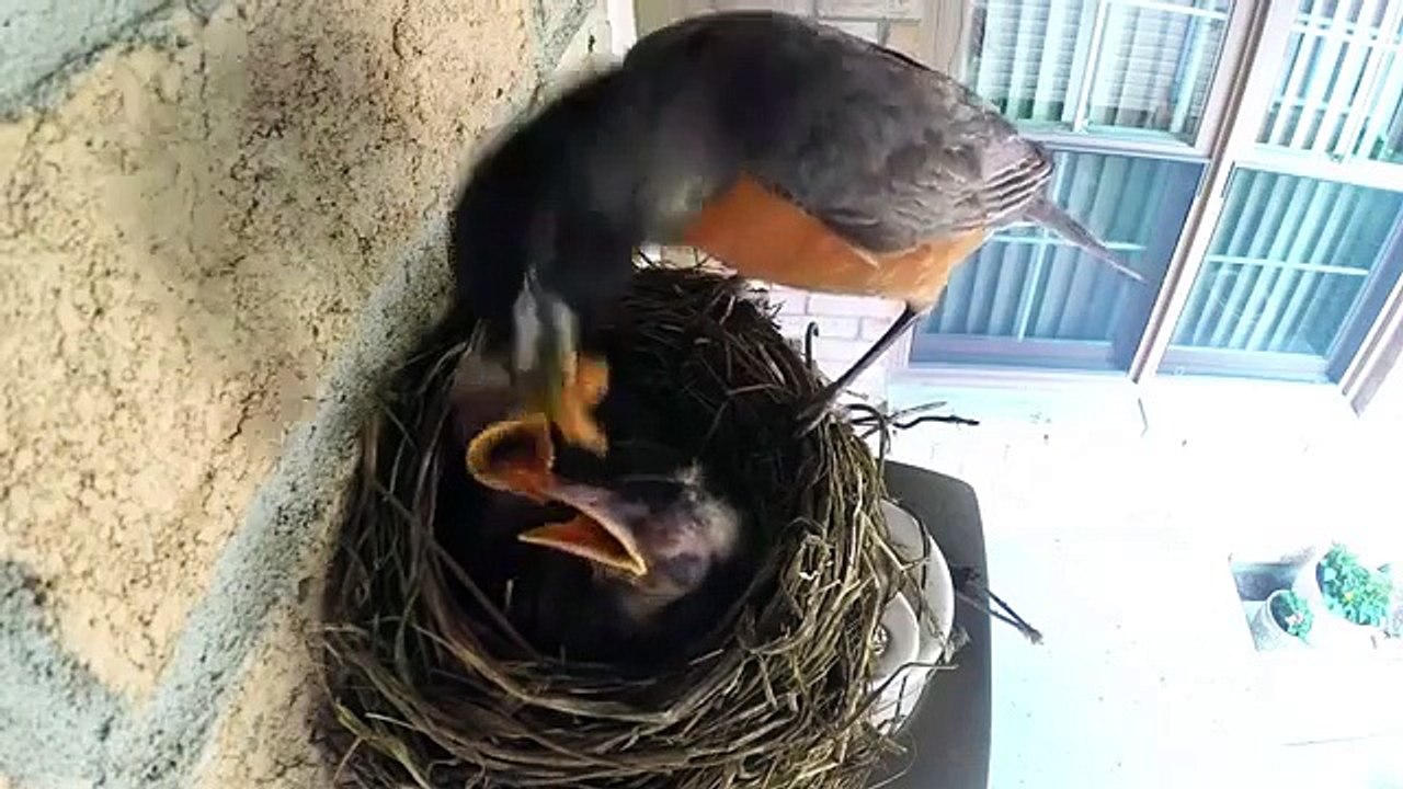 Polluelos Desayuno. Madre divertida alimentación polluelos de aves