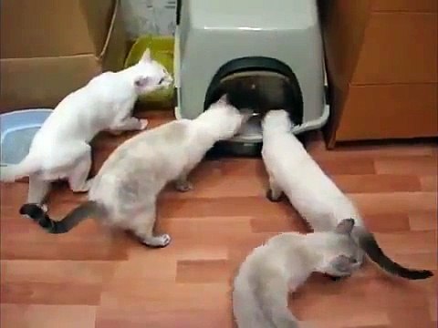 El atrapamiento de baños ecológicos. El gato no puede salir del armario seco