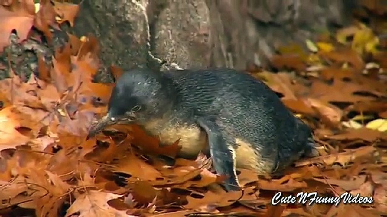 De la vida de los pingüinos (parte 2). pingüinos divertidos