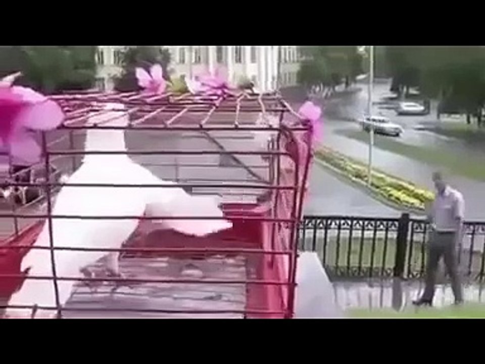 عريس و عروسة نحس  ممنوع الضحك