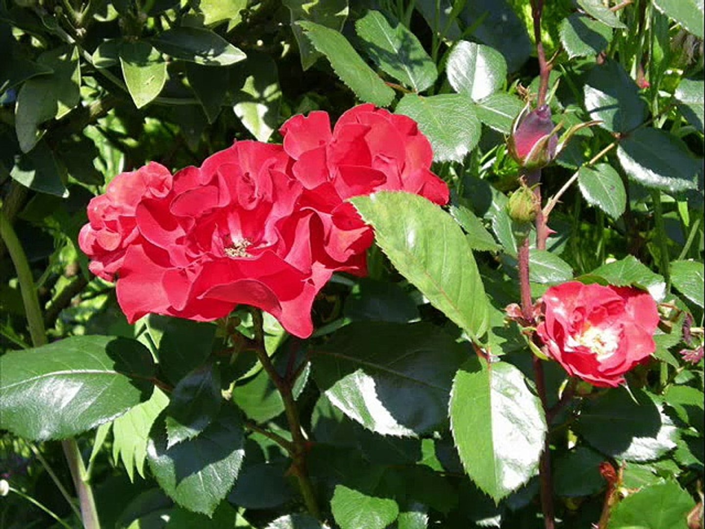 五月のバラ 布施明 動画 Dailymotion