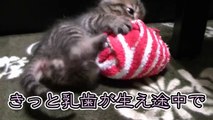 【第26話】1匹遊びをする子猫（面白い＆可愛い子猫）