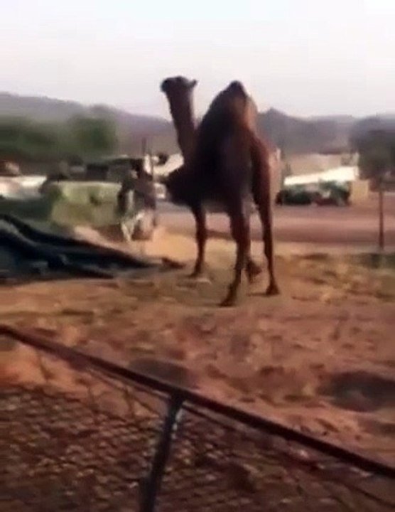Fighting camel and donkey