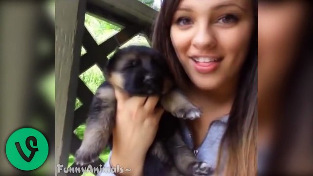 Funny German Shepherd Dogs Best Funny Vines Compilation 2015 HD