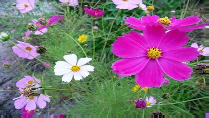 信濃恋歌・・和田弘とマヒナ・スターズ -